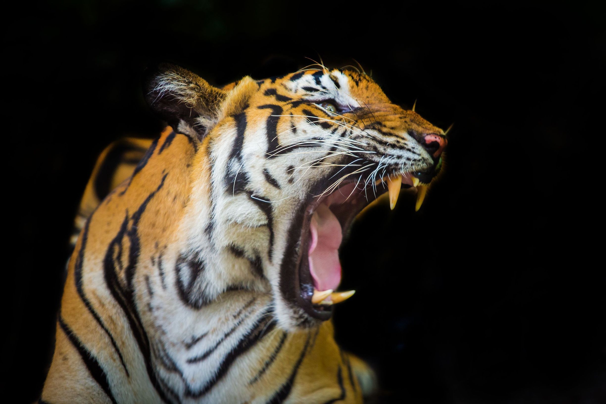 LET TIGERS BE TIGERS